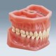 Modelo Dentário A3