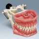 Modelo Dentário Adulto A3-DA