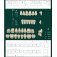 Conjunto de Dentes em Acrílico
