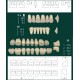 Conjunto de Dentes em Acrílico