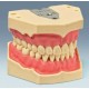 Modelo Dentário Adulto AG-3